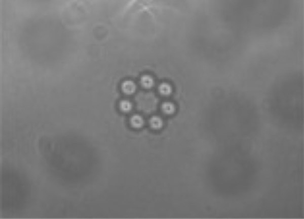 �����ι���Ȧ�������İ���������Ⱥ